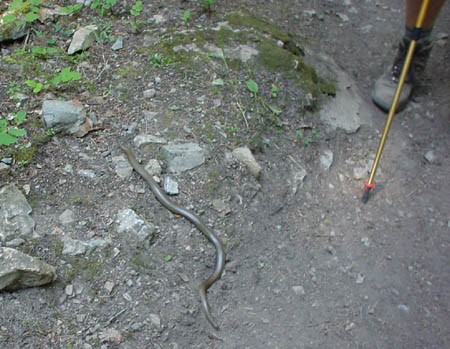 UHL-Snake.JPG (47596 bytes)