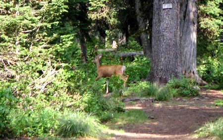 PICT0122MuleDeer.JPG (55430 bytes)